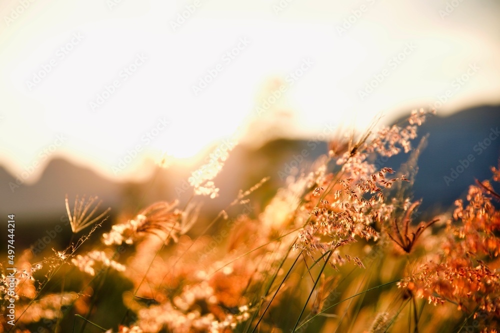 Grass flowers mountain with sunset landscape background.