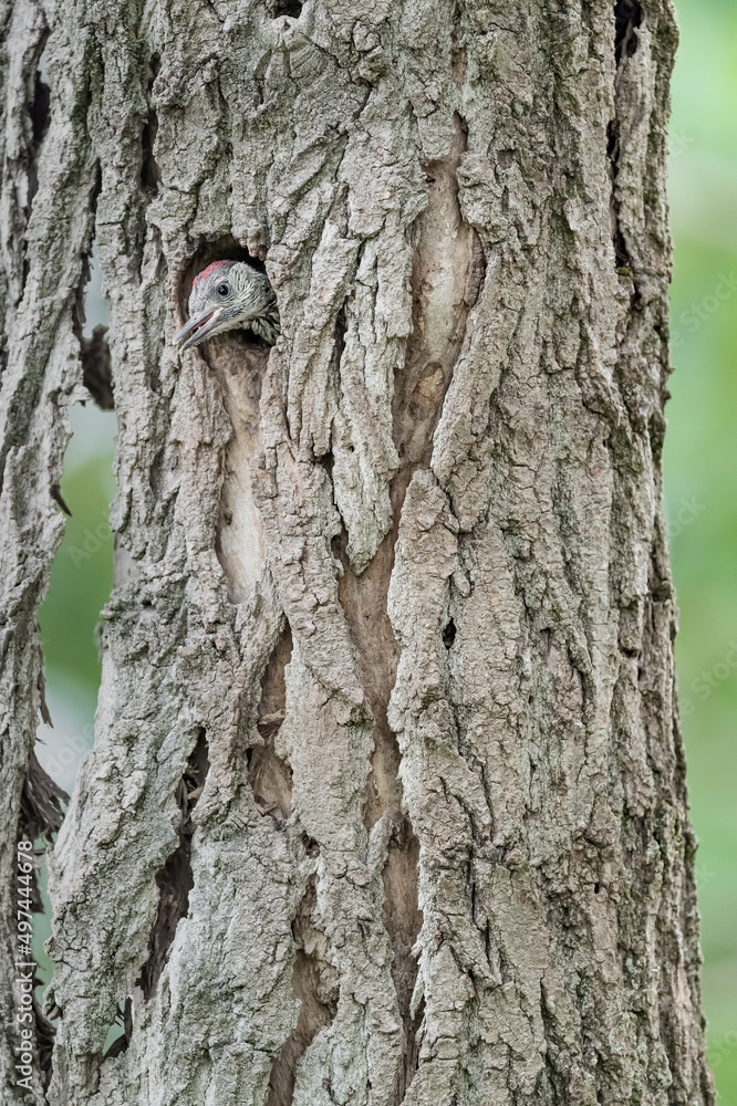 My nest, young green woodpecker at window (Picus virdis) My nest, young green woodpecker at window (Picus virdis)