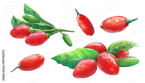 Bild auf Leinwand Watercolor illustration with goji berries