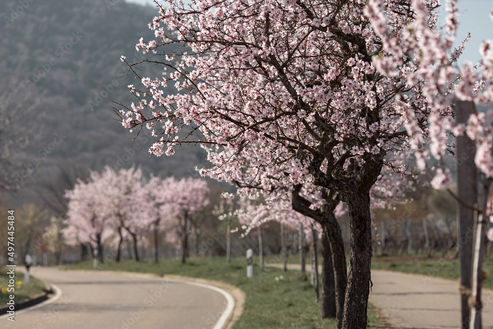 Obraz premium Blooming pink almond trees in Rhineland Palatinate (German Wine Street)