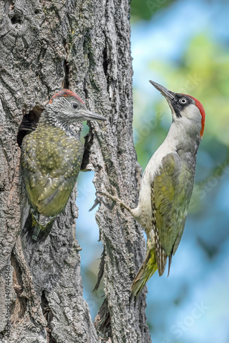 Mother and son, fine art portrait of European green woodpeckers (Picus virdis)