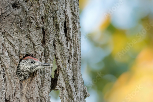 Newborn woodpecker in the woodland, fine art portrait of European green woodpecker on nest (Picus virdis)
