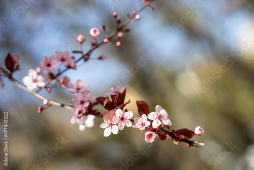 Branch with pink plum blossom in spring