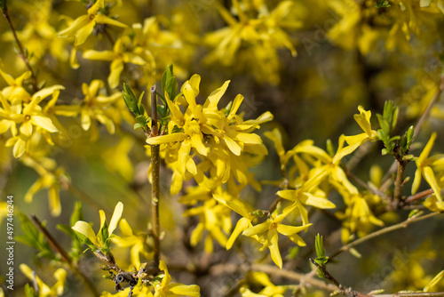 Closeup of forsythia flowering bush. Yellow spring flowers