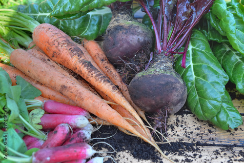 organic vegetables  freshly harvested from garden on a wooden table