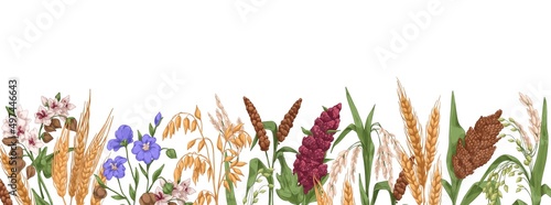Field grains, cereals border. Realistic drawing of farm plants, different spikes with seeds. Agriculture banner with bread crops. Hand-drawn detailed vector illustration isolated on white background
