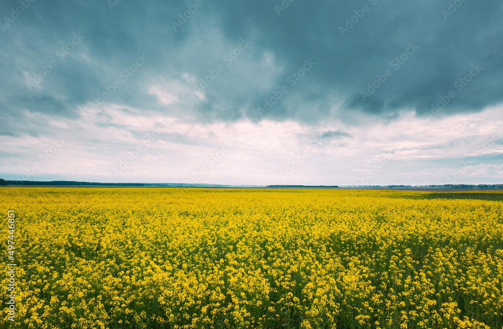 Blossom Of Canola Yellow Flowers And Cloudy Rainy Sky. Bright Dramatic Sky Above Rapeseed, Oilseed Field Meadow Grass Landscape.