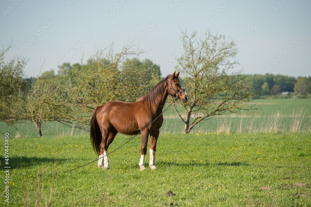 Obraz premium Horse on nature. Portrait of a horse, brown horse