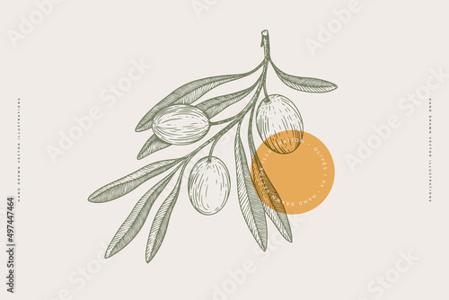 Hand-drawn olive branch with fruits and leaves in engraving style. The concept of organic products. Can be used for cosmetics, menu and packaging design. Vintage botanical illustration.