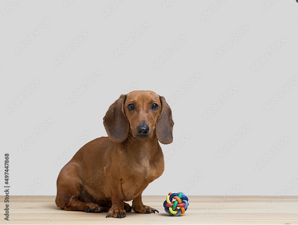 Hunting dog dachshund sits with a rubber wicker toy on a white background in a photo studio, looking intently at the camera. Photo of a dog sitting next to a wicker rubber ball in the studio.