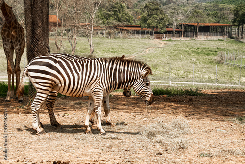 Zebras are eating their food from the ground.