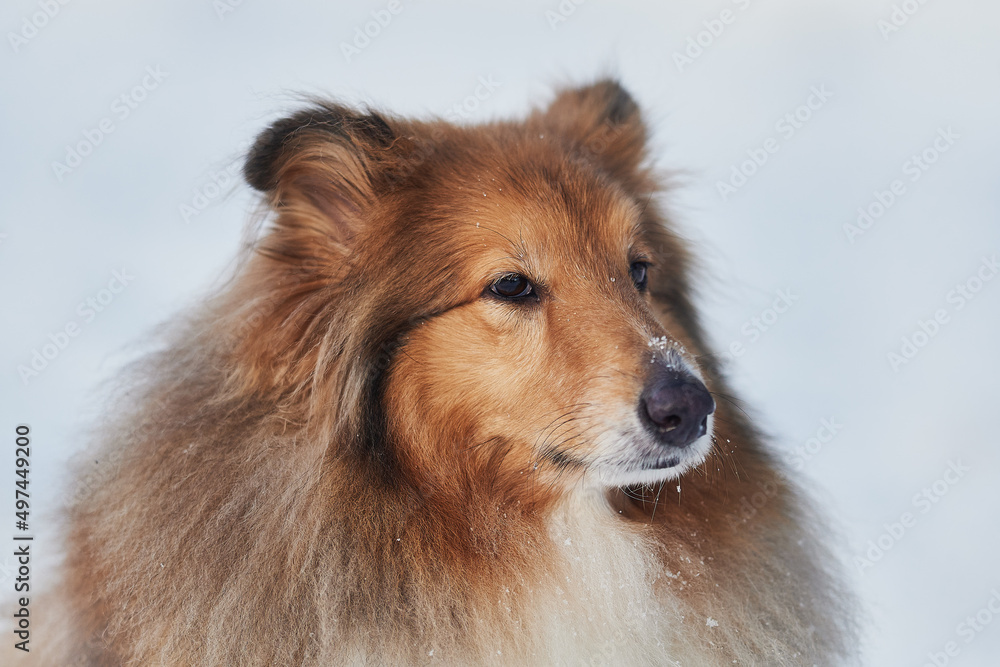 Portrait of a Scottish Shepherd in winter on a background of snow Portrait of a Scottish Shepherd in winter on a background of snow