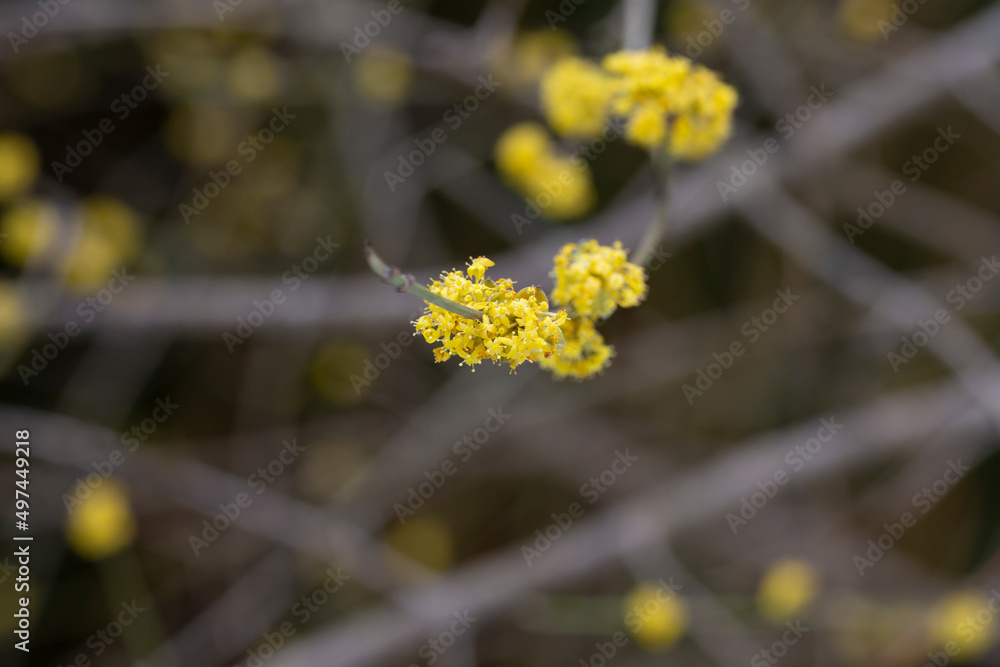 branches with flowers of European Cornel Cornus mas in early spring. Cornelian cherry, European cornel or Cornelian cherry dogwood Cornus mas flovering. Early spring flowers in natural habitat