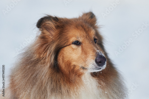 Portrait of a Scottish Shepherd in winter on a background of snow © Dmitry