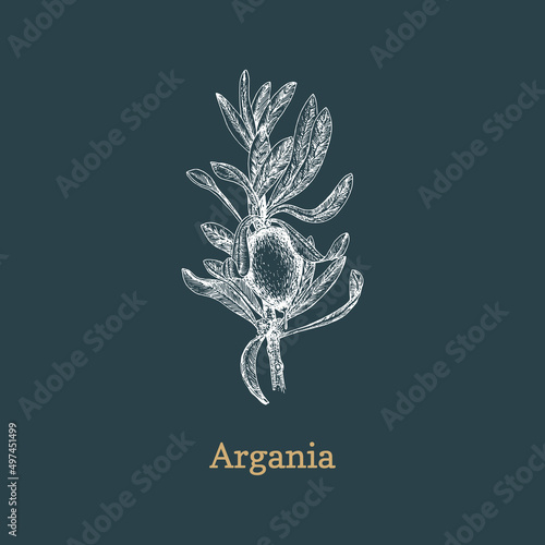 Argan branch with fruit, drawn sketch in vector.