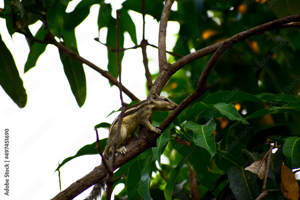 Indian palm squirrel (Funambulus palmarum) on the tree.