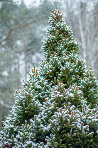 Snow fir tree branches under snowfall. Winter