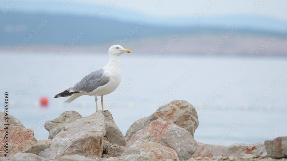 Seagull bird standing on the seashore rock Seagull bird standing on the seashore rock
