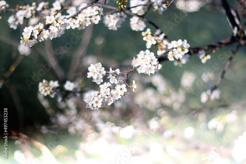 Spring blossoms on the tree. Selective focus.