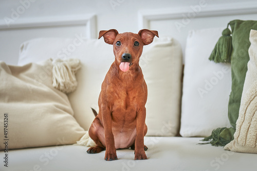 Red puppy of the miniature pinscher breed sits on the couch and shows the tongue
