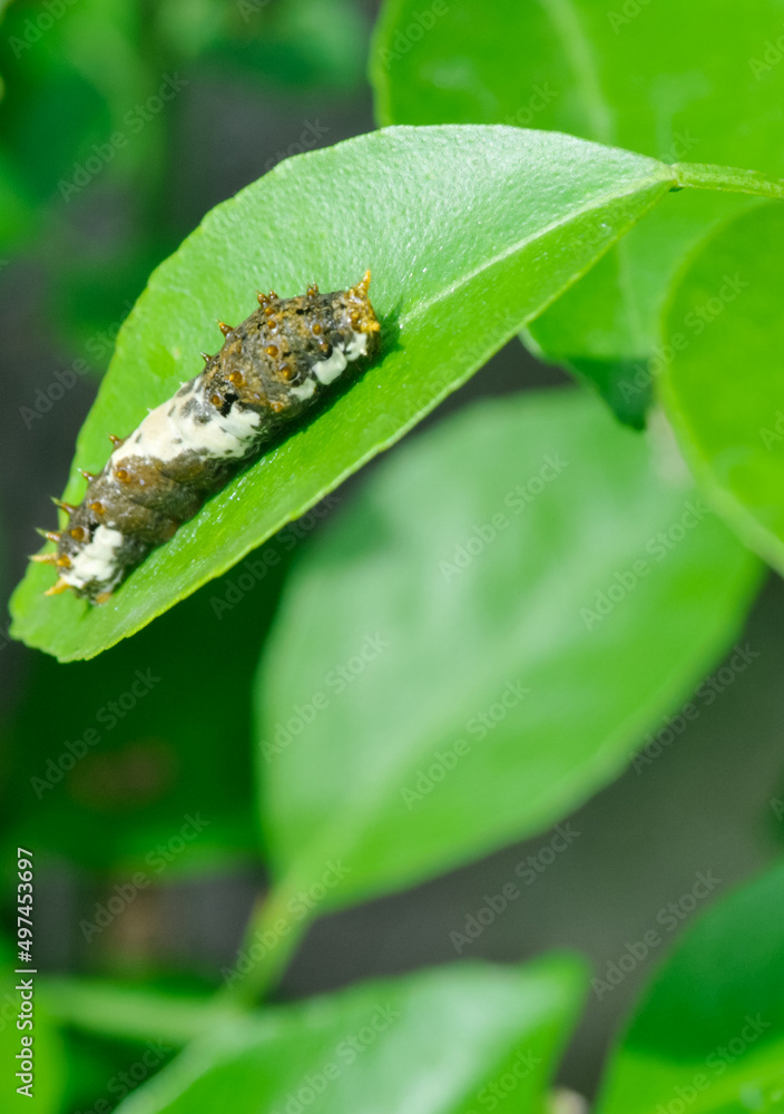 a stripe brown-white caterpillar crawls on a branch of an orange tree and eats its leaves a stripe brown-white caterpillar crawls on a branch of an orange tree and eats its leaves
