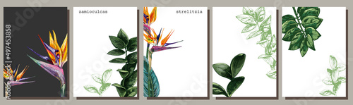649_zamioculcas_Strelitzia zamioculcas, Strelitzia graphic drawing, set of leaves of an exotic plant on a white background