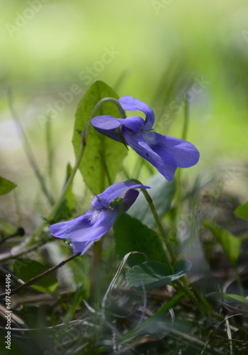 blue iris flower