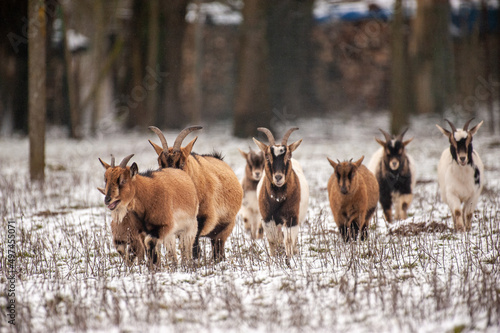 Tableau sur toile A group of goats in a now covered field in East Flanders, Belgium