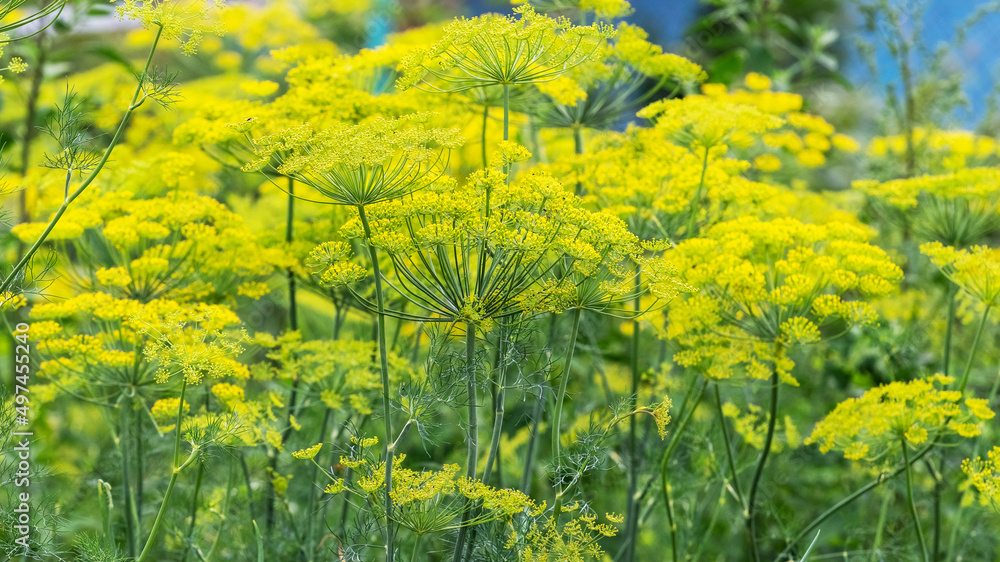 Obraz premium Umbrellas of dill in the garden. Growing dill in the garden