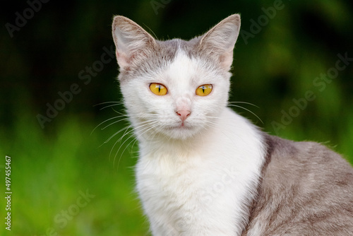 Young white cat with gray spots in the garden on a dark blurred background