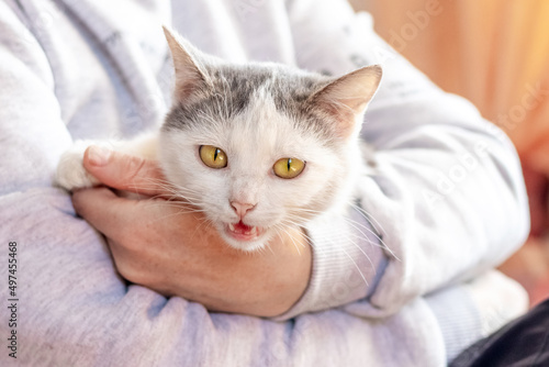Photography White spotted cat meows on the hands of the hostess