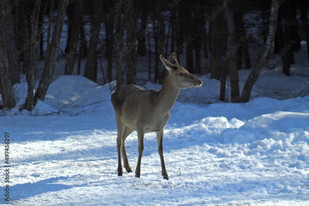 Fototapeta premium European red deer (Cervus elaphus) in a forest clearing on a sunny winter day. Females, young male and small fawns.