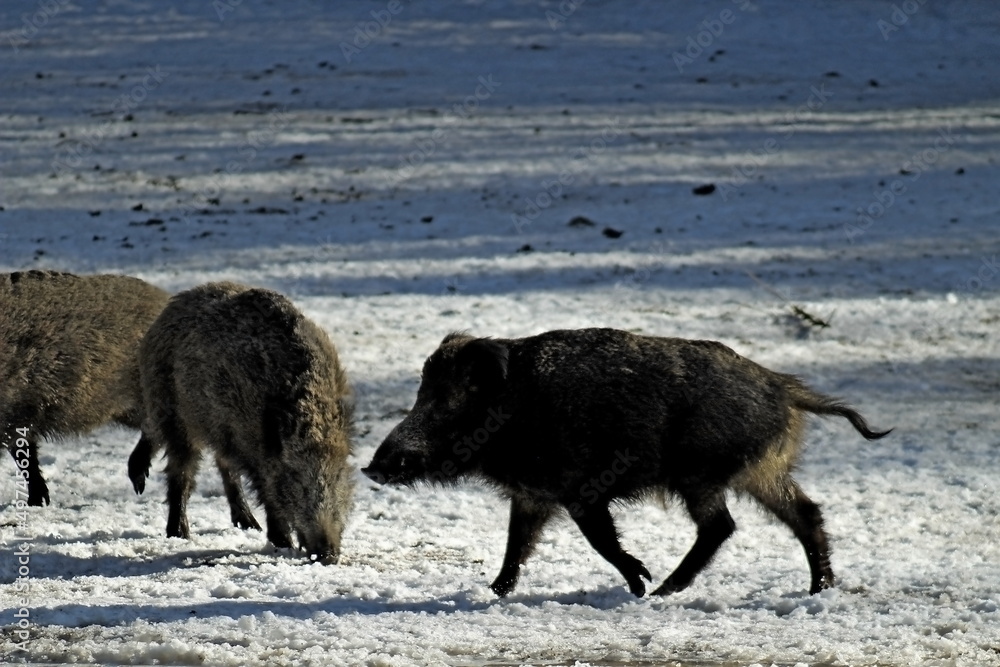 Wild boars (Sus scrofa) in a forest clearing on a sunny winter day. Females, young male and little piglets Wild boars (Sus scrofa) in a forest clearing on a sunny winter day. Females, young male and little piglets