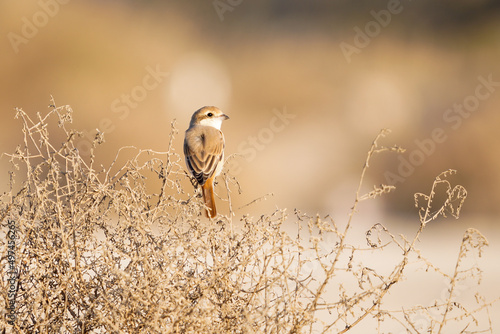 Isabelline shrike photo