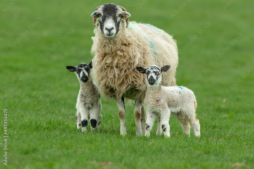 Swaledale ewe with her two young Swaledale mule lambs in early Springtime. Facing forward in green meadow, Yorkshire Dales, UK. Close up. Clean background. Horizontal. Space for copy. Swaledale ewe with her two young Swaledale mule lambs in early Springtime. Facing forward in green meadow, Yorkshire Dales, UK. Close up. Clean background. Horizontal. Space for copy.