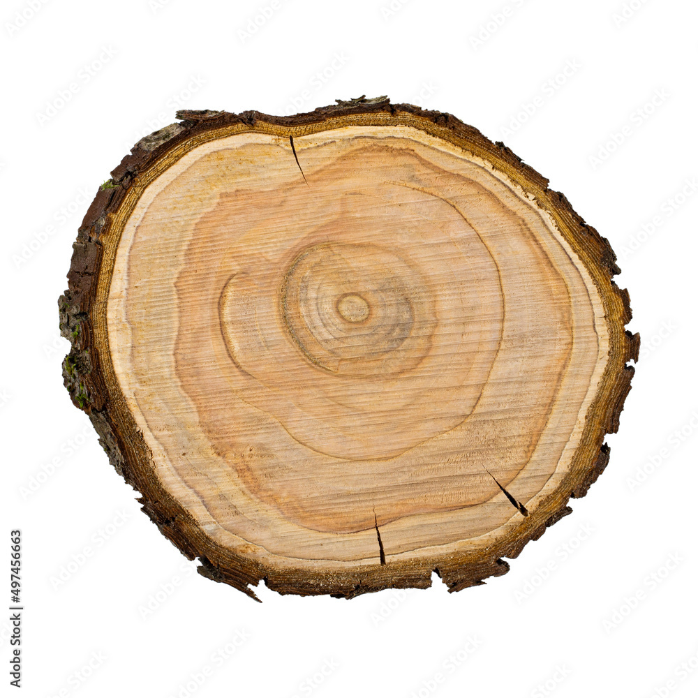 Saw cut fruit tree closeup on white isolated Saw cut fruit tree closeup on white isolated