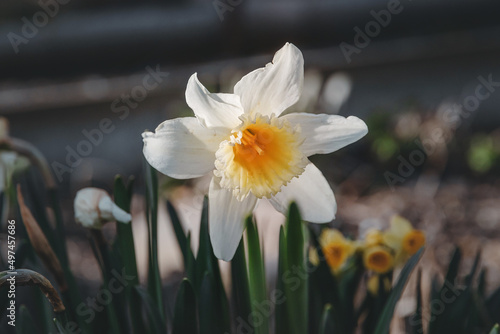 Flowering of the bulbous plant Narcissus  Latin Narcissus  on the background of green leaves in a flower bed. A white narcissus flower with a yellow core. Narcissus flower. Selective focus.