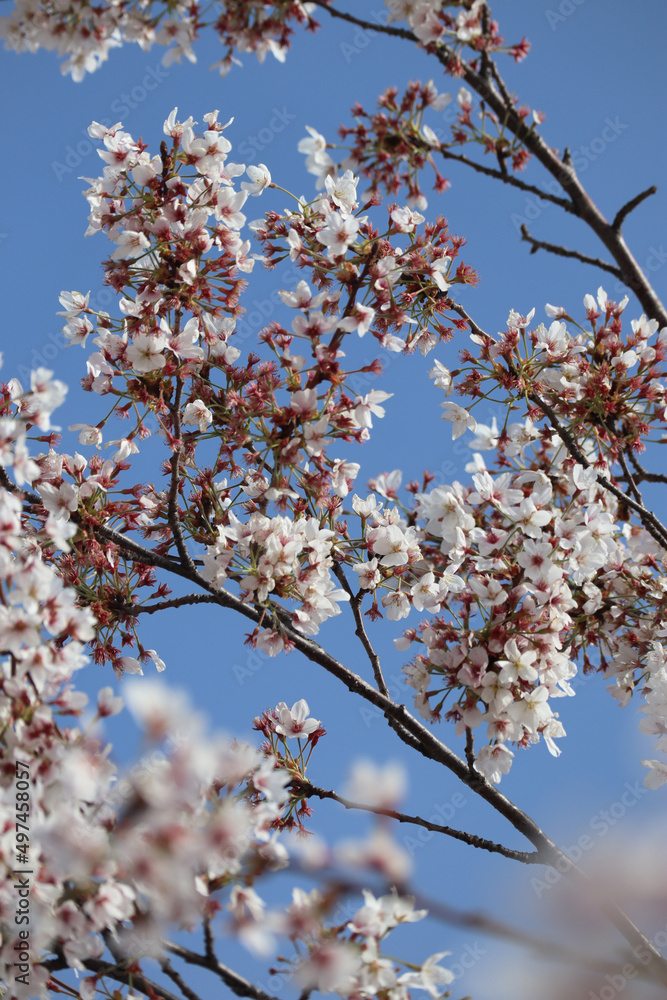 Blooming spring trees in the center of Paris Blooming spring trees in the center of Paris