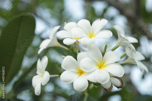 Fresh white frangipani flowers in the garden
