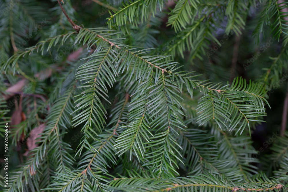 Spring Foliage and Flower Buds of the Coniferous Cow's Tail Pine or Japanese Plum Yew Cephalotaxus harringtonia Spring Foliage and Flower Buds of the Coniferous Cow's Tail Pine or Japanese Plum Yew Cephalotaxus harringtonia