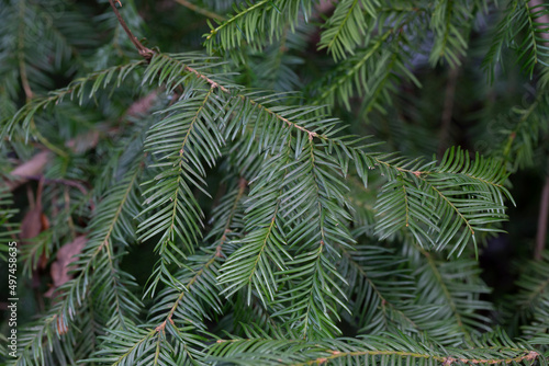 Spring Foliage and Flower Buds of the Coniferous Cow s Tail Pine or Japanese Plum Yew Cephalotaxus harringtonia