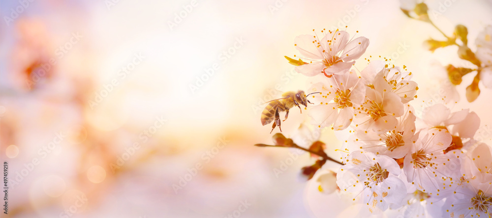 Art nature Spring border or blurred background art with pink blossom blooming tree Art nature Spring border or blurred background art with pink blossom blooming tree