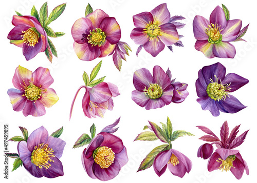 Set watercolor flowers, hellebores isolated on a white background. Botanical illustration. Floral watercolor elements