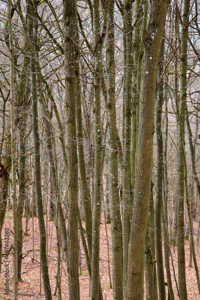 Obraz premium Die Burgruine Wildenberg ist eine Sehenswürdigkeit der Gemeinde Sulzfeld
