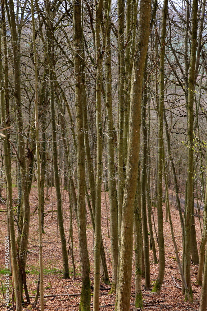 Die Burgruine Wildenberg ist eine Sehenswürdigkeit der Gemeinde Sulzfeld Die Burgruine Wildenberg ist eine Sehenswürdigkeit der Gemeinde Sulzfeld