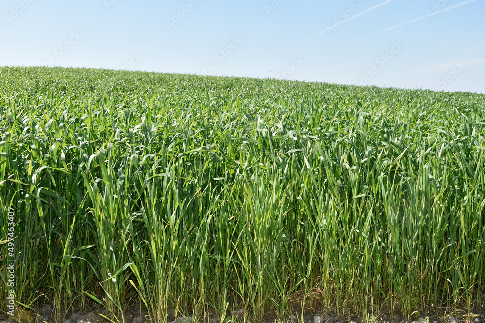 Agricultura, tierras de cultivo, campos de maíz en Andalucía, España Agricultura, tierras de cultivo, campos de maíz en Andalucía, España