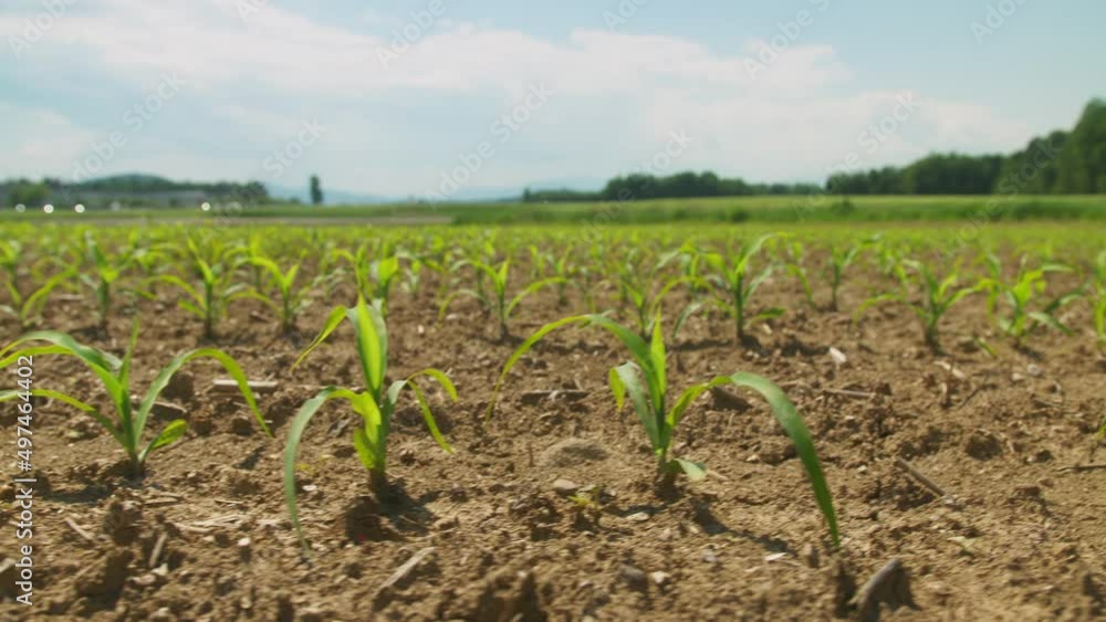 Rows of young maize plants in the field, growing in fertile soil in springtime, handheld shot. Rows of young maize plants in the field, growing in fertile soil in springtime, handheld shot.