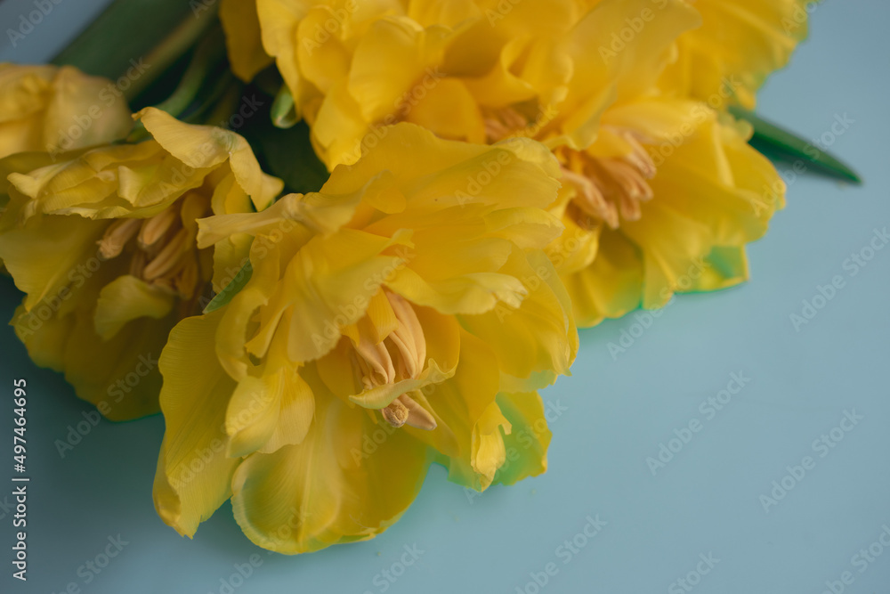 Floral background. Yellow tulips on a blue background. Flower shop. Advertising. flower business. Spring background. Holiday gift. Horizontally Floral background. Yellow tulips on a blue background. Flower shop. Advertising. flower business. Spring background. Holiday gift. Horizontally