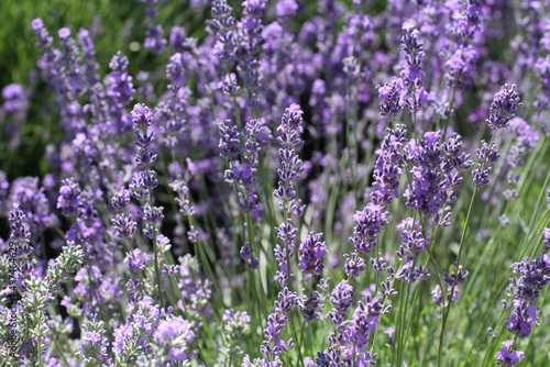 Blooming lavender flowers on the field on a sunny summer day. Closeup