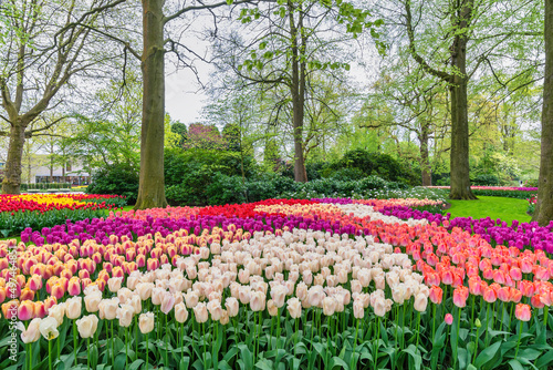 Wallpaper Mural Tulip flower bulb field in garden, spring season in Lisse near Amsterdam Netherlands Torontodigital.ca